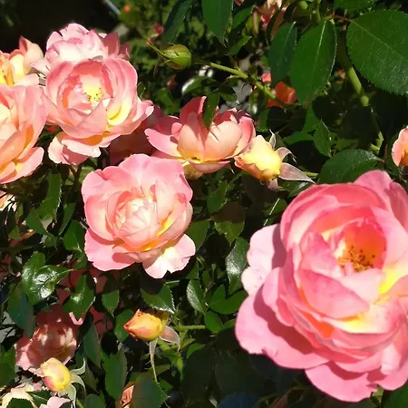 2 Apartamento Heessen